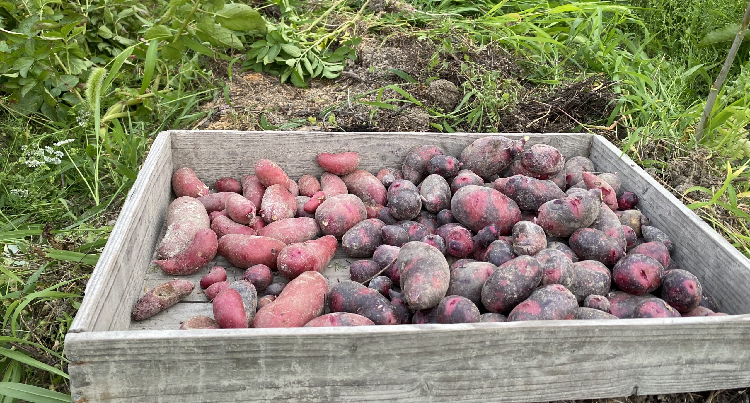 Ume Farm Blog】2022年6月 自然農 野菜日記 赤じゃがの収穫 Ume Farm Blog】2022年6月 自然農 野菜日記 赤じゃがの収穫